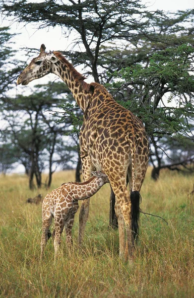 Masai Giraffe Żyrafa Camelopardalis Tippelskirchi Kobieta Młodym Ssakiem Kenia — Zdjęcie stockowe