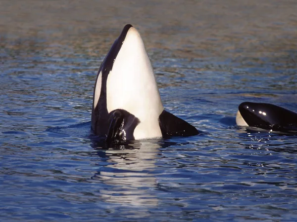 Killer Whale Orcinus Orca Dorosły Szpieg Hopping Kanał Pobliżu Orca — Zdjęcie stockowe