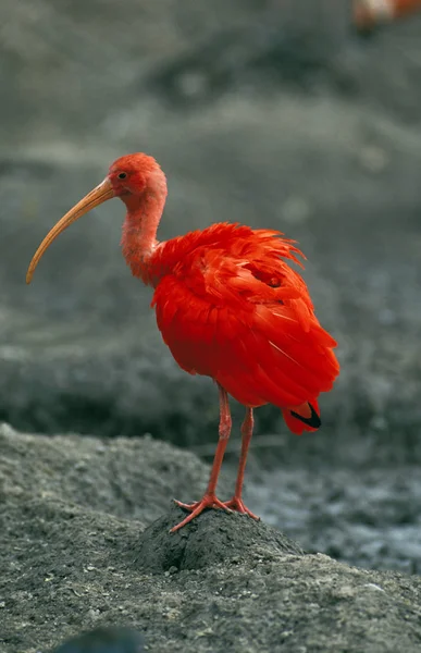 Scarlet Ibis Eudocimus Ruber Voksen – stockfoto