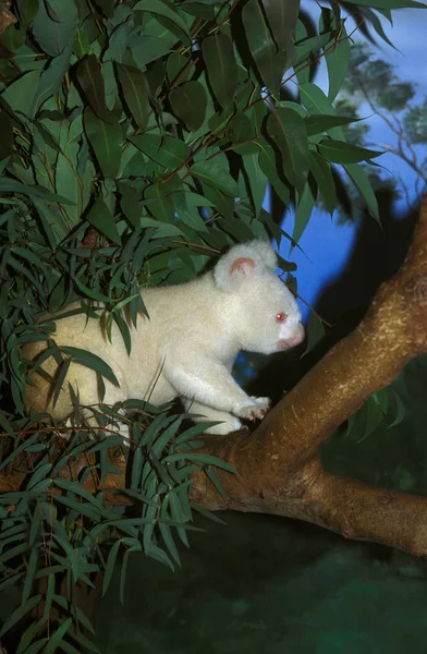 Koala Phascolarctos Cinereus Albinos Adulti — Foto Stock