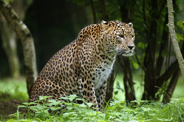 Sri Landkan Leopard Panthera Pardus Kotiya Dorosły Siedzi Trawie — Zdjęcie stockowe