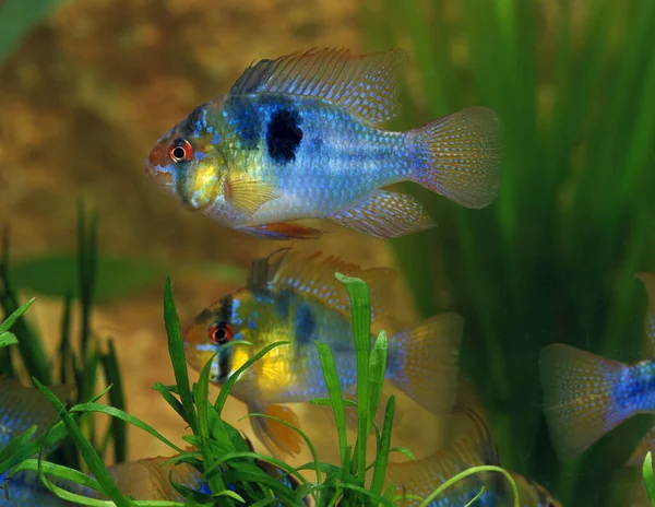 Mavi Alman Ram Mikrojeofagus Ramirezi Akvaryum Balıkları — Stok fotoğraf