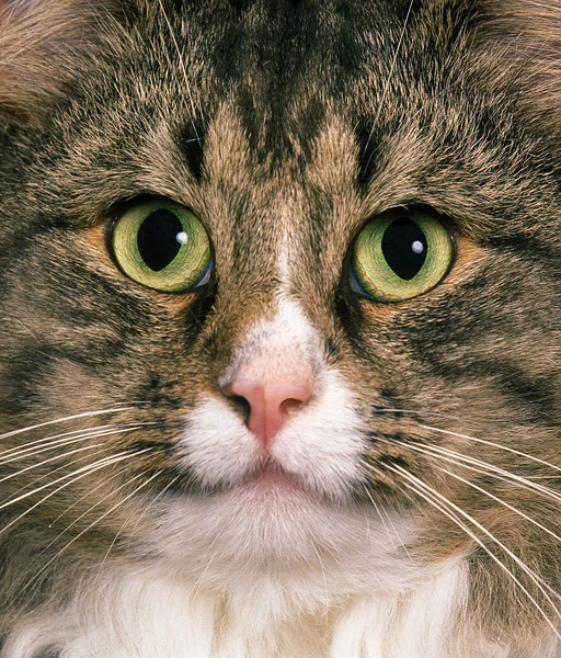 Tabby Marrón Gato Doméstico Blanco Retrato Adulto — Foto de Stock