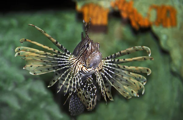 Frequentes Lion Fish Pterois Volitans Venemous Fish — Fotografia de Stock