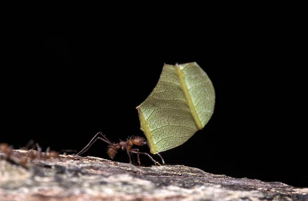 Blattschneider Ameise Atta Erwachsener Trägt Blatt Zum Ameisenhaufen Costa Rica — Stockfoto