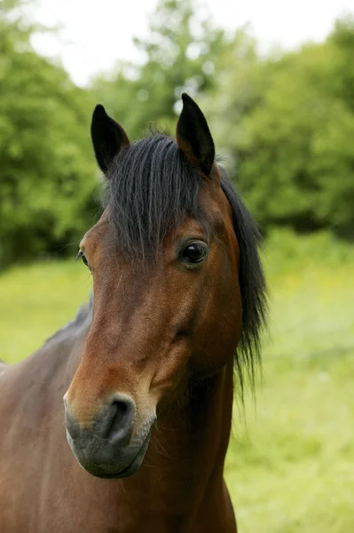 French Saddle Pony Portrait Adult — Stock Photo, Image