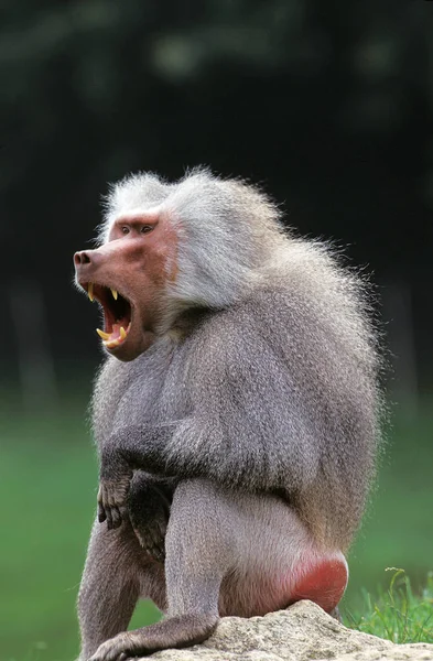 Hamadryas Baboon Papio Hamadryas Male Yawning — Stok Foto