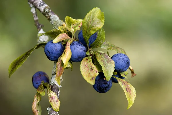 Épinard Noir Sloe Tree Prunus Spinosa Fruits Sur Branche Normandie — Photo