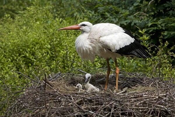 White Stork Ciconia Ciconia Adult Chicks Nest — Stock Photo, Image