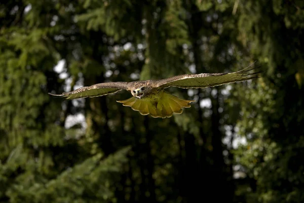 红尾鹰 山羊座 飞行中的成年鹰 — 图库照片