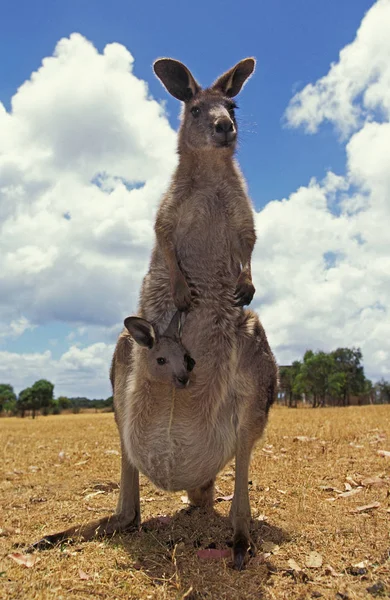 Eastern Grey Kangaroo Macropus Giganteus Vrouw Met Joey Hoofd Uit — Stockfoto