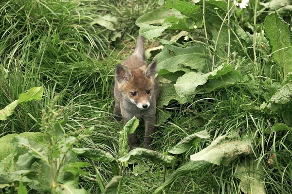 Red Fox Vulpes Vulpes Pup Стоячи Long Grass Нормандія — стокове фото