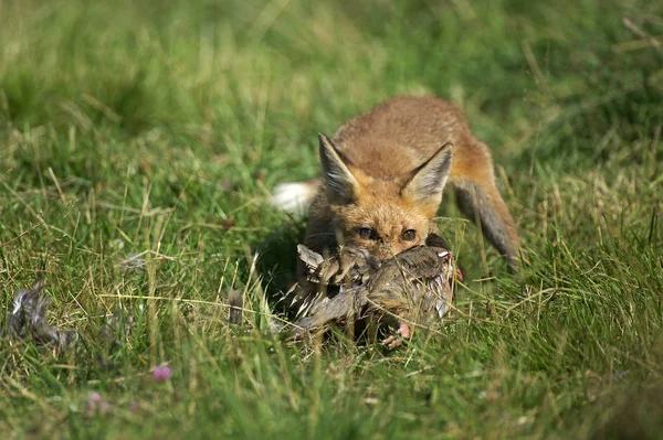 Red Fox Vulpes Vulpes Adult Kill Partridge Normandy — Stock Photo, Image