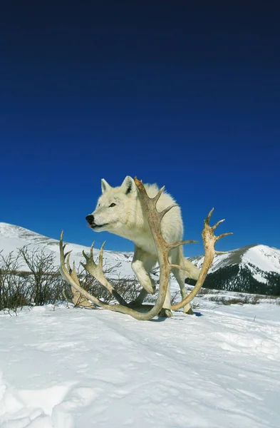 Arctic Wolf Canis Lupus Tundrarum Adult Standing Snow Elk Antlers — Fotografia de Stock