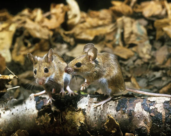 Sarı Burunlu Fare Apodemus Flavicollis Dalda Duran Yetişkinler — Stok fotoğraf