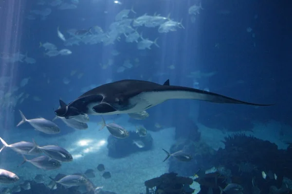 Manta Ray Manta Alfredi Adult Underwater View — 图库照片