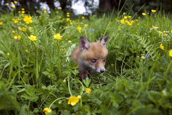 Red Fox Sępy Sępy Cub Stojący Kwiatach Normandia — Zdjęcie stockowe