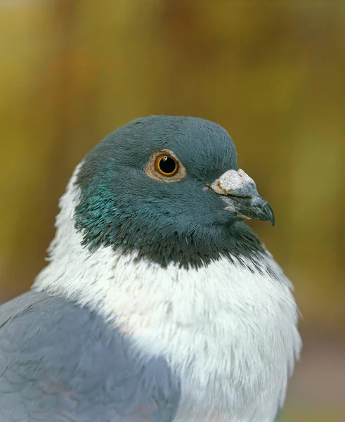Blue Strasser Pigeon Portrait Adult — 图库照片