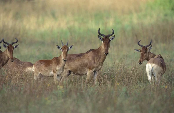 Hartebeest Alcelaphus Buselaphus Herd Standing Savanna Masai Mara Park Kenya — Stock Photo, Image