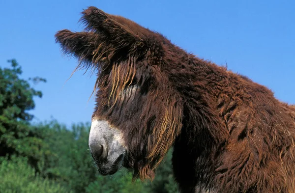 Poitou Donkey Baudet Poitou Una Raza Francesa Retrato Adulto — Foto de Stock