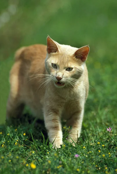 Czerwony Kot Domowy Meowing Dla Dorosłych Stojący Trawie — Zdjęcie stockowe