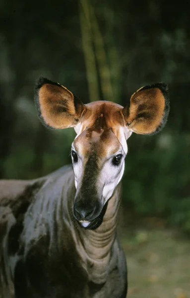 Okapi Okapia Johnstoni Retrato Adulto — Foto de Stock