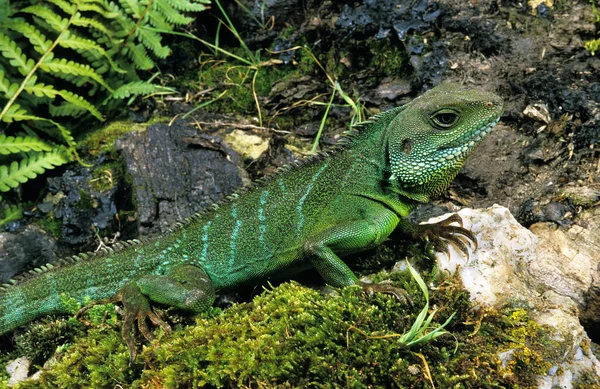 Dragão Água Chinês Physignathus Cocincinus Adulto Rocha — Fotografia de Stock