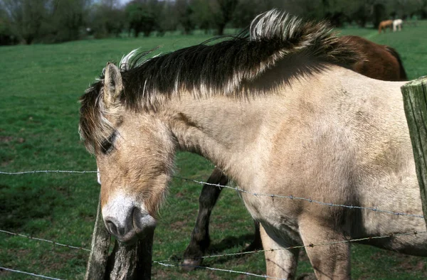 Norwegian Fjord Horse Grattage Adulte Sur Poste — Photo