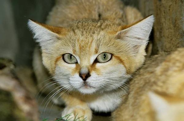 Sand Cat Felis Margarita Προϊστάμενος Της Adult — Φωτογραφία Αρχείου