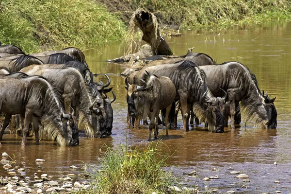 Blue Wildebeest Connochaetes Inrinus Herd Drinking River Masai Mara Park — стоковое фото