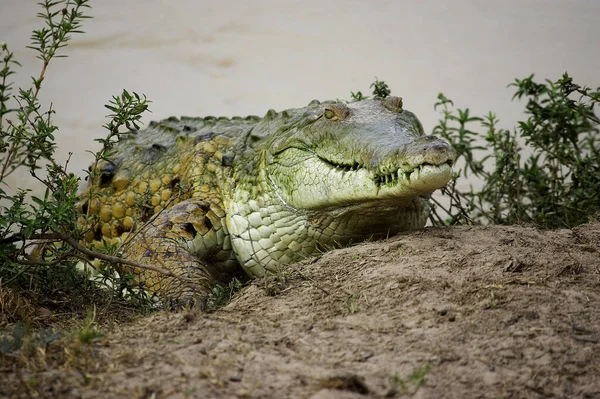 Orinoco Crocodile Crocodylus Intermedius Vízből Kikelő Felnőtt Los Lianos Venezuelában — Stock Fotó