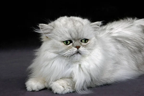 Gato Doméstico Persa Chinchilla Plateado Con Ojos Verdes Acostado Adulto —  Fotos de Stock