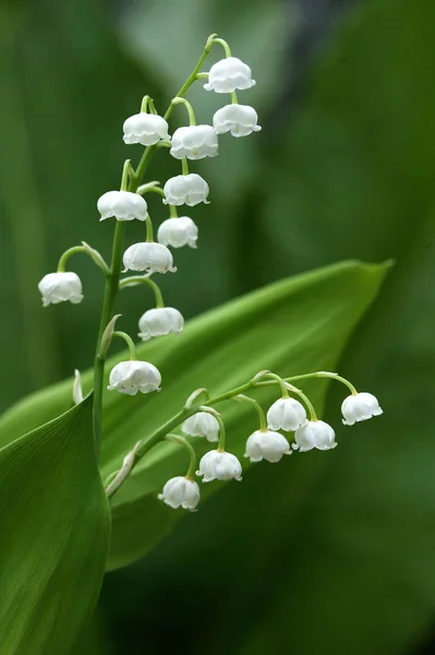 Lelie Van Vallei Convallaria Majalis — Stockfoto