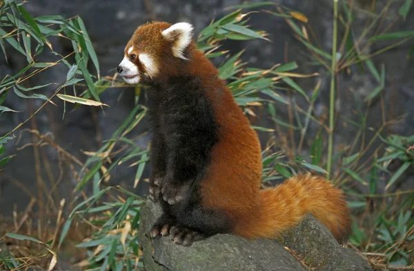 Roter Panda Ailurus Fulgens Erwachsener Sitzt Auf Felsen — Stockfoto
