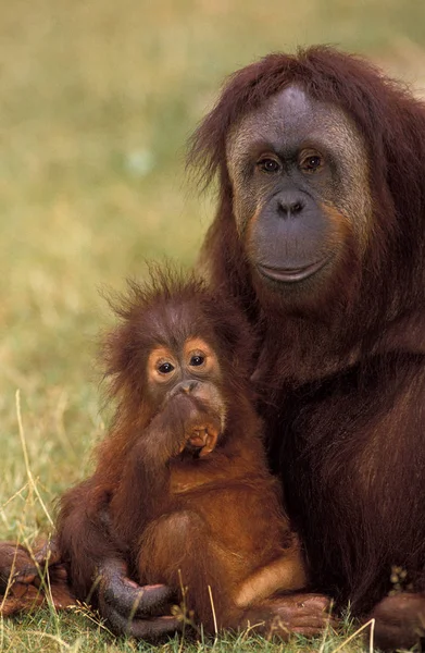 Orang Utan Pongo Pygmaeus Mujer Con Joven — Foto de Stock