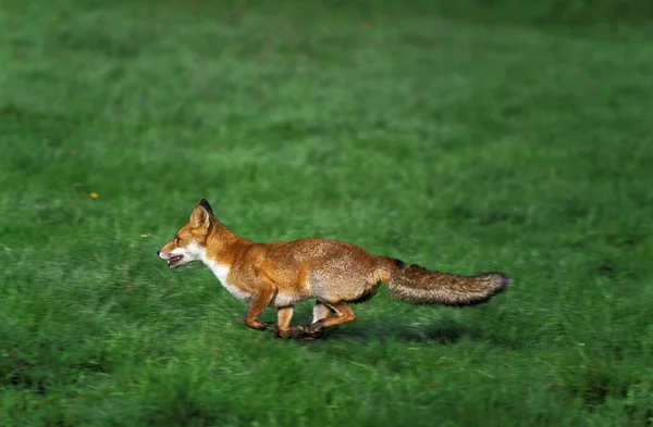 Red Fox Vulpes Vulpes Adulto Que Atravessa Field Normandia — Fotografia de Stock