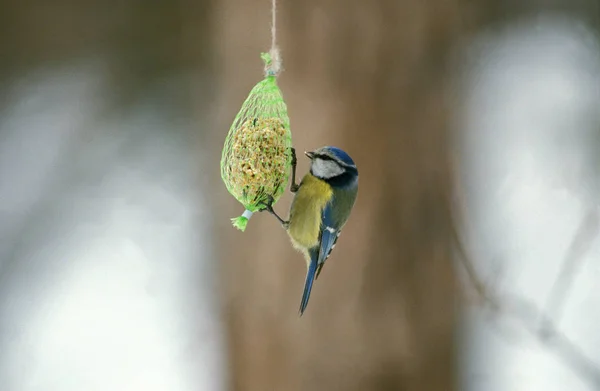 Mésange Bleue Parus Caeruleus Alimentation Adulte Pendant Hiver — Photo