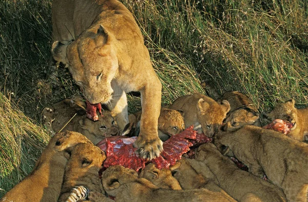 Leão Africano Pantera Leo Feminino Com Cub Comendo Zebra Kill — Fotografia de Stock