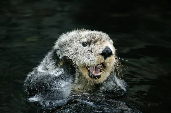 Sea Otter Enhydra Lutris Adult Grooming California — 스톡 사진