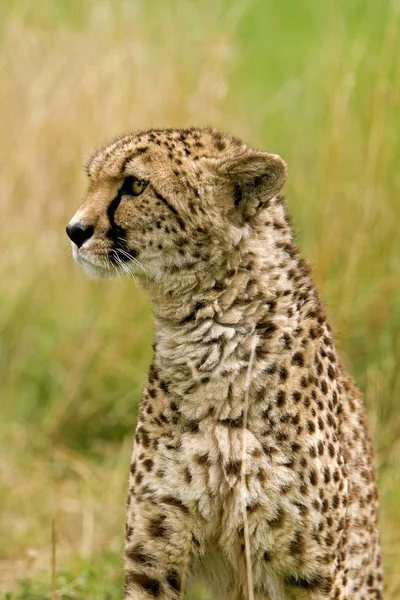 Gepárd Acinonyx Jubatus Felnőttportré Masai Mara Park Kenyában — Stock Fotó