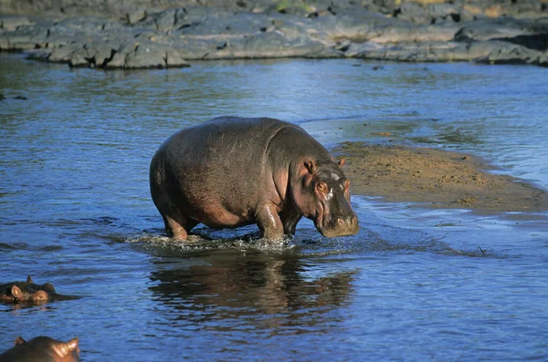 Hippopotamus Víziló Kétéltűek Felnőtt Mara Folyóban Masai Mara Park Kenyában — Stock Fotó