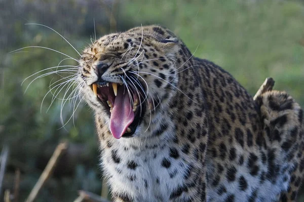Amur Leopard Panthera Pardus Orientalis Gähnen Bei Erwachsenen — Stockfoto