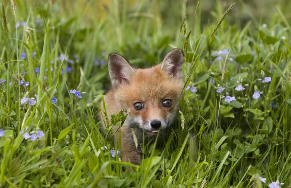 レッドフォックス 花の中に立つカブ ノルマンディー — ストック写真