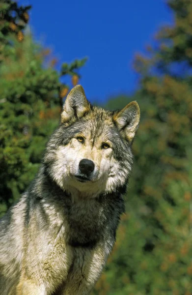 North American Grey Wolf Canis Lupus Occidentalis Retrato Adulto Canadá — Fotografia de Stock