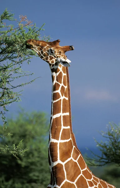 Reticulated Giraffe Giraffa Camelopardalis Reticulata Adult Eating Acacia Leaves Samburu — Stock Photo, Image