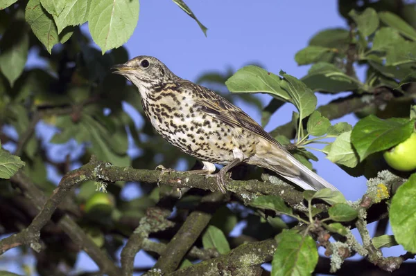 Mistle Thrush Turdus Viscivorus Adult Standing Tree Normandy — Stock Photo, Image