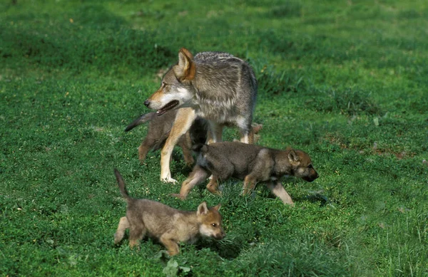 Europeu Lobo Canis Lupus Feminino Com Cachorro — Fotografia de Stock