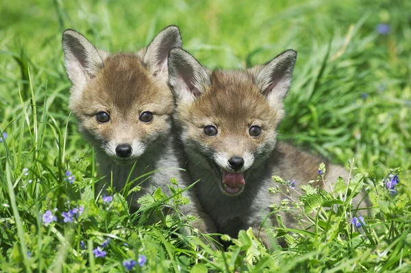 Red Fox Vulpes Vulpes Cachorro Sentado Flores Normandia — Fotografia de Stock