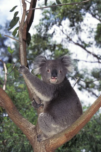 Koala Phascolarctos Cinereus Volwassen Boom Australië — Stockfoto
