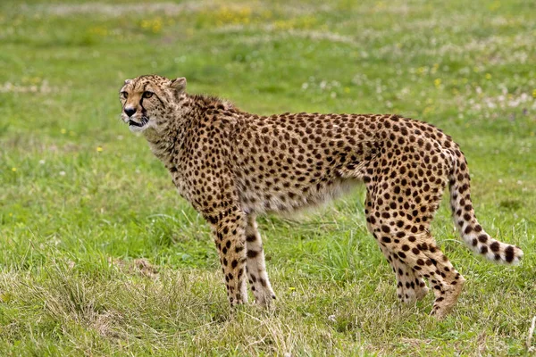 Cheetah Acinonyx Jubatus Ενηλίκων Όρθιο Γρασίδι — Φωτογραφία Αρχείου